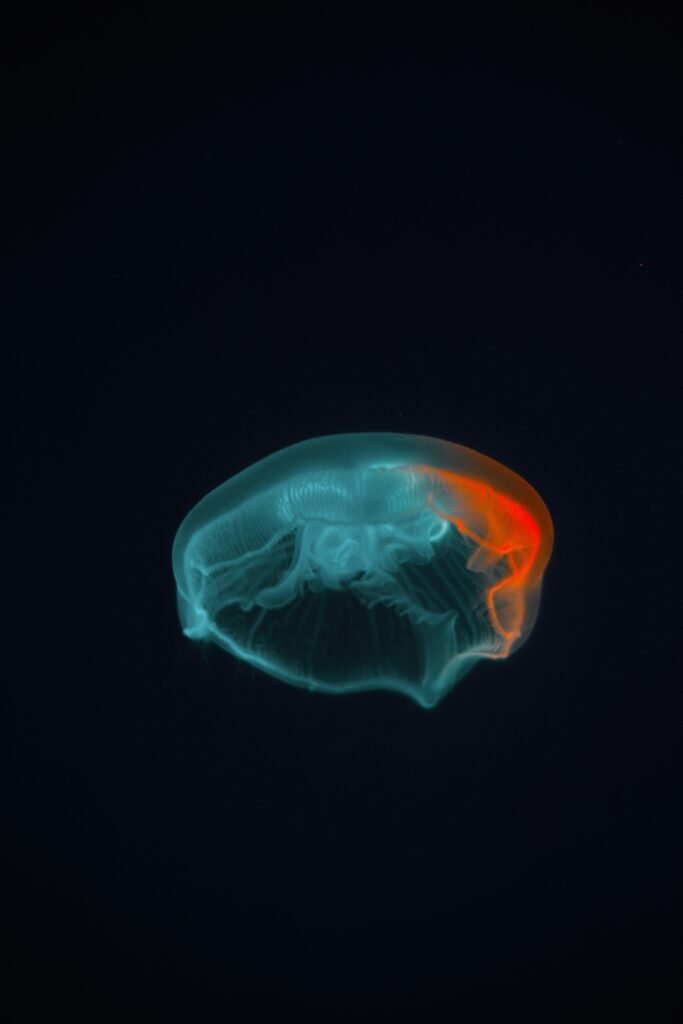 image of a brain lighting up on a black background